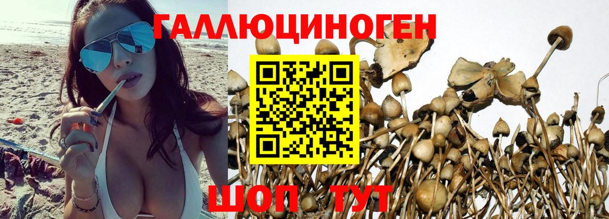 Псилоцибиновые грибы GOLDEN TEACHER  наркошоп  Тольятти  Вход с VPN 